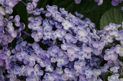 青紫の丸い花