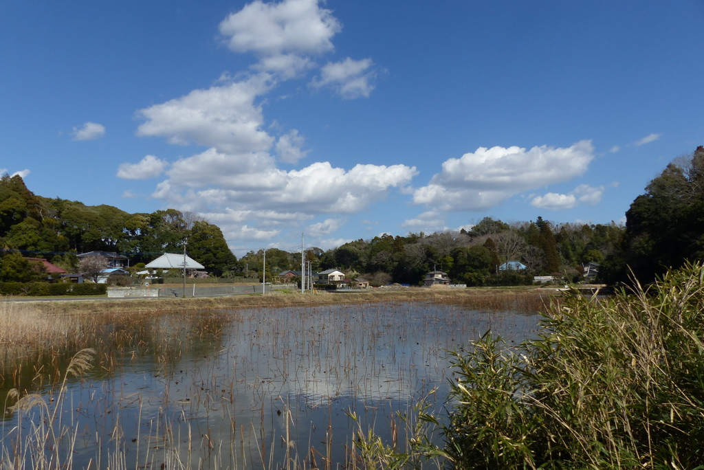 蓮池のある風景