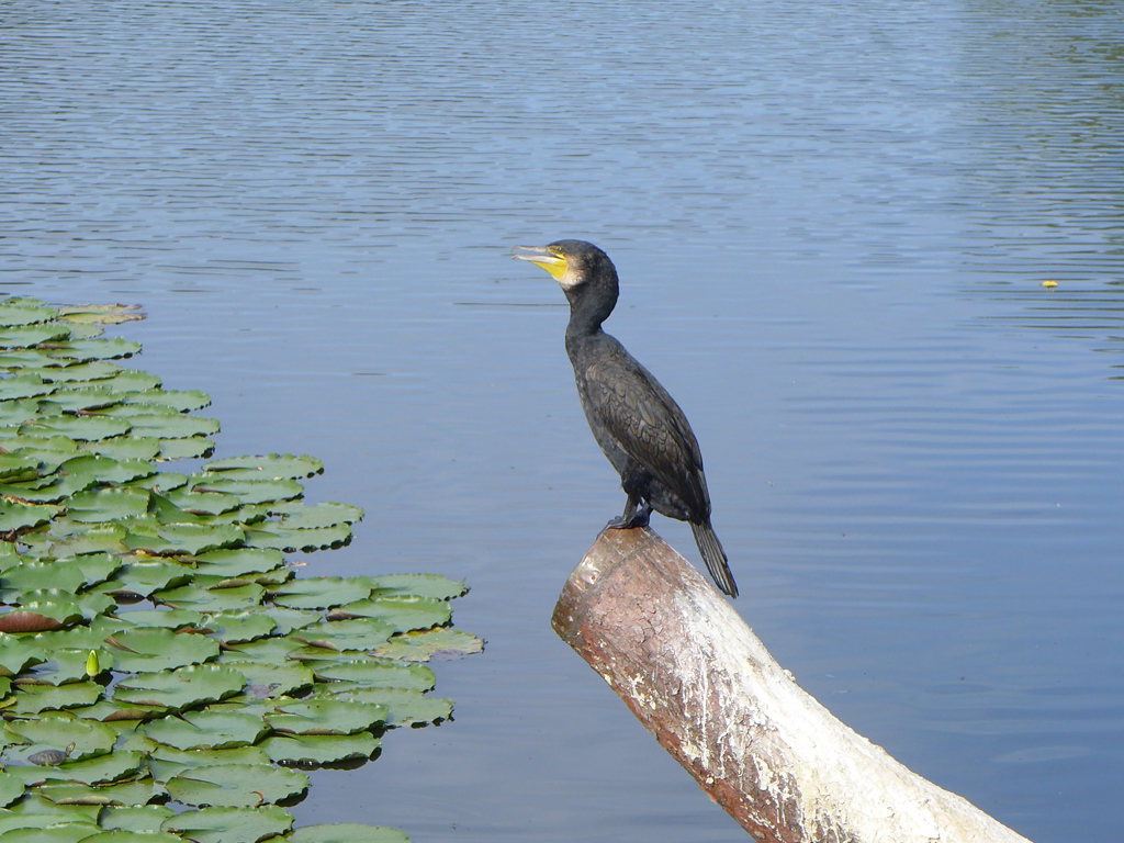 カワウ