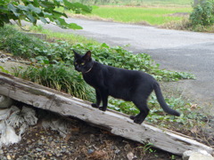 黒猫との出会い　2