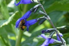 花粉ダンゴを付けた蜂