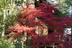 社殿と紅葉