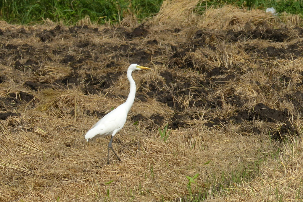 虫は見つかりましたか