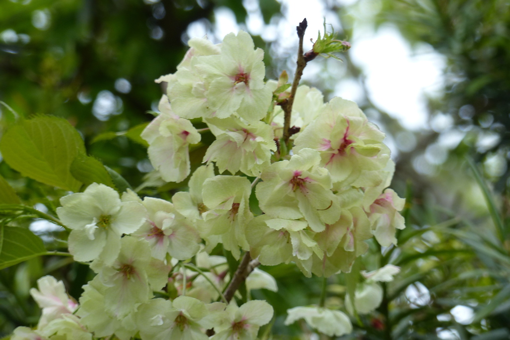 もしかしてあの桜　1