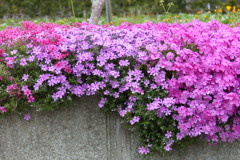 芝桜