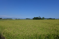 田園地帯