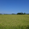 田園地帯