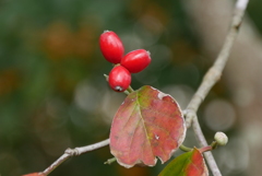 赤い実と紅葉