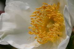 白バラの魅惑的な蕊