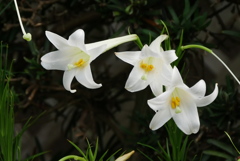 新鉄砲百合
