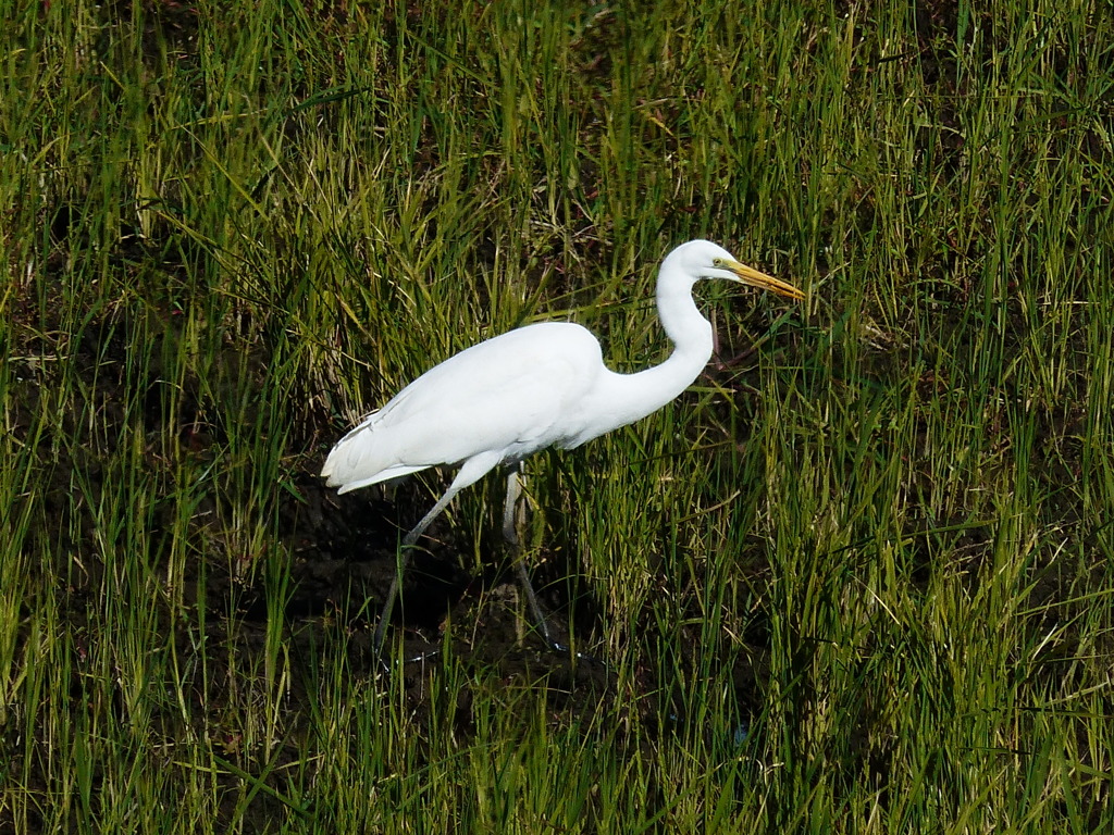 元気に餌さがし