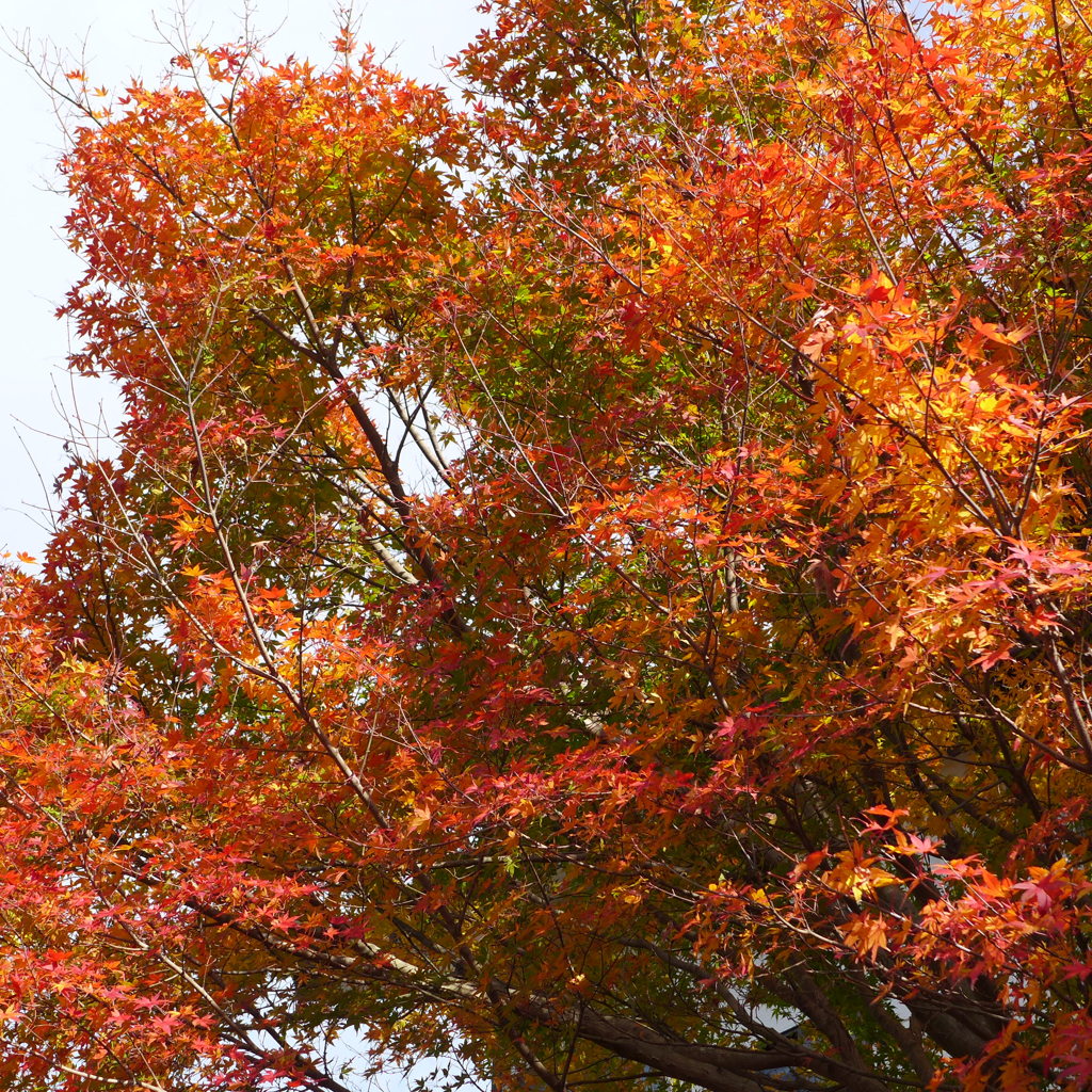 紅葉