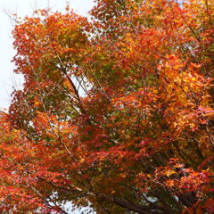 紅葉