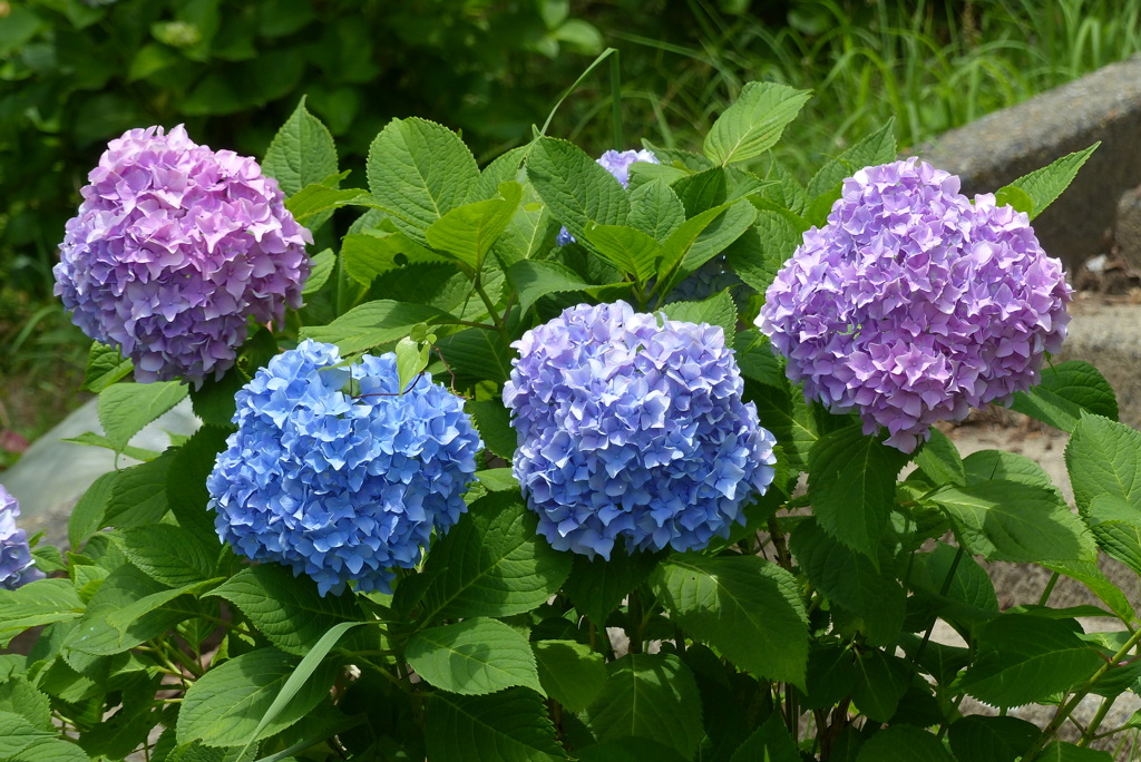 彩
