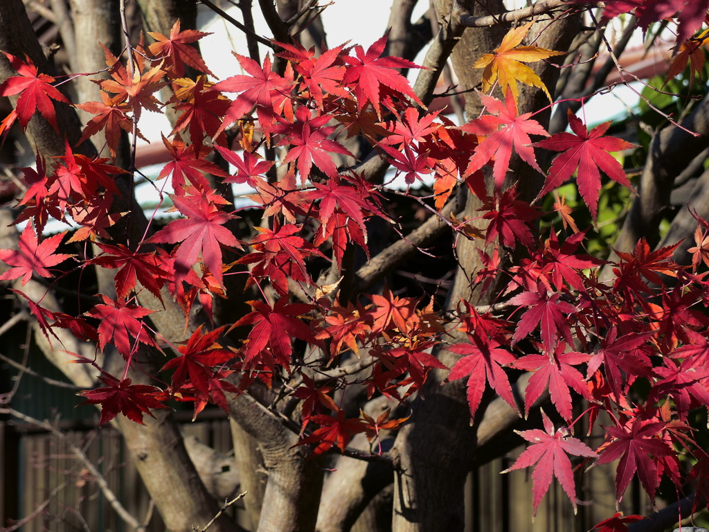 紅葉