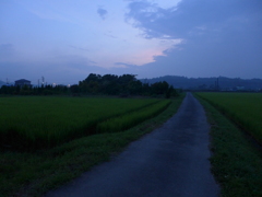 黄昏のあぜ道