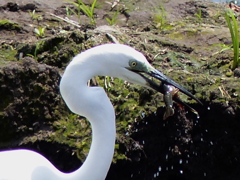 ザリガニですよ