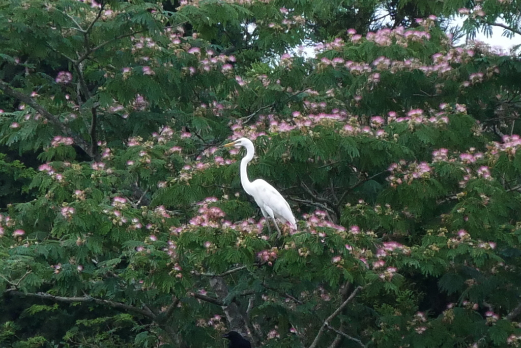 ネムノキの花に囲まれて