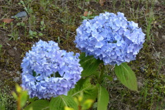 紫陽花