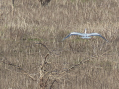 水枯れのコロニー