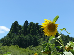 山間のひまわり