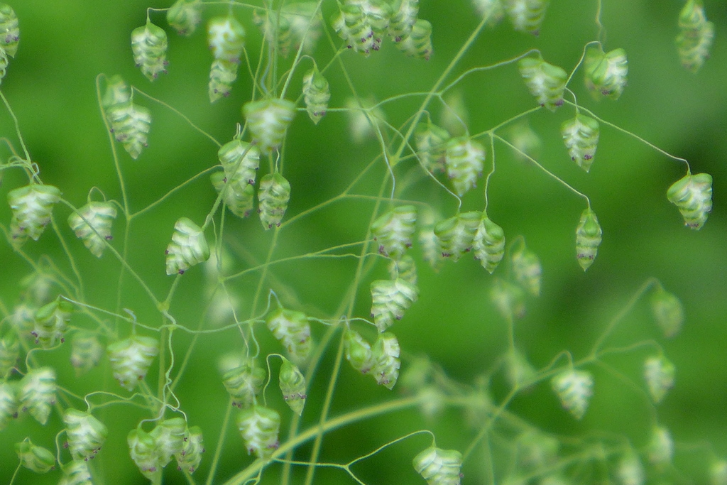 ヒメ小判草