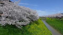 茂原の桜　晴天編2