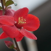 ボケの花