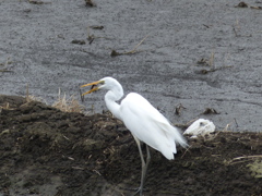 7.ご馳走になります