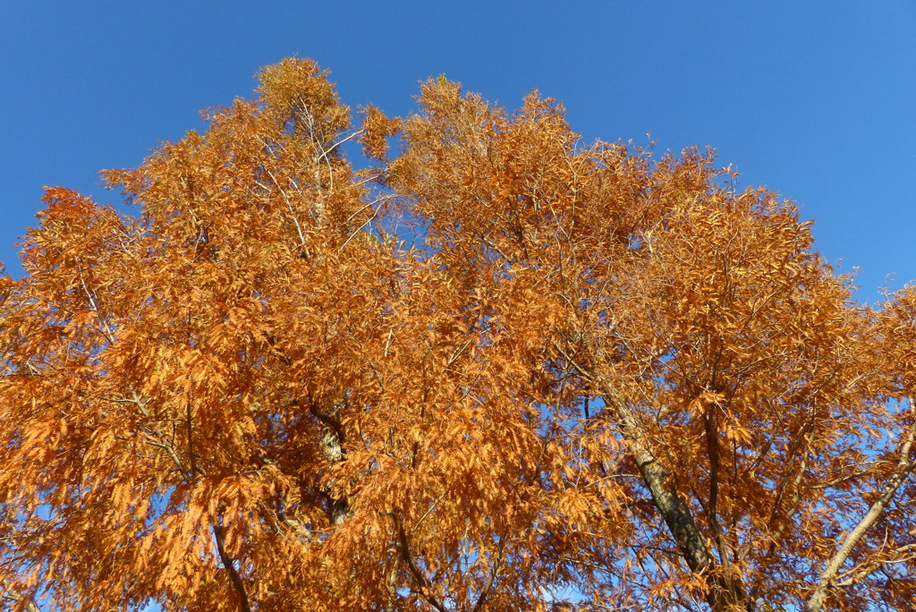 見上げた紅葉