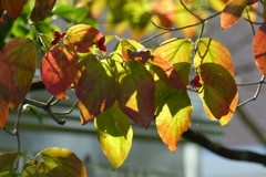紅葉