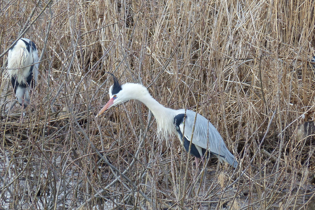 巣の様子を見る