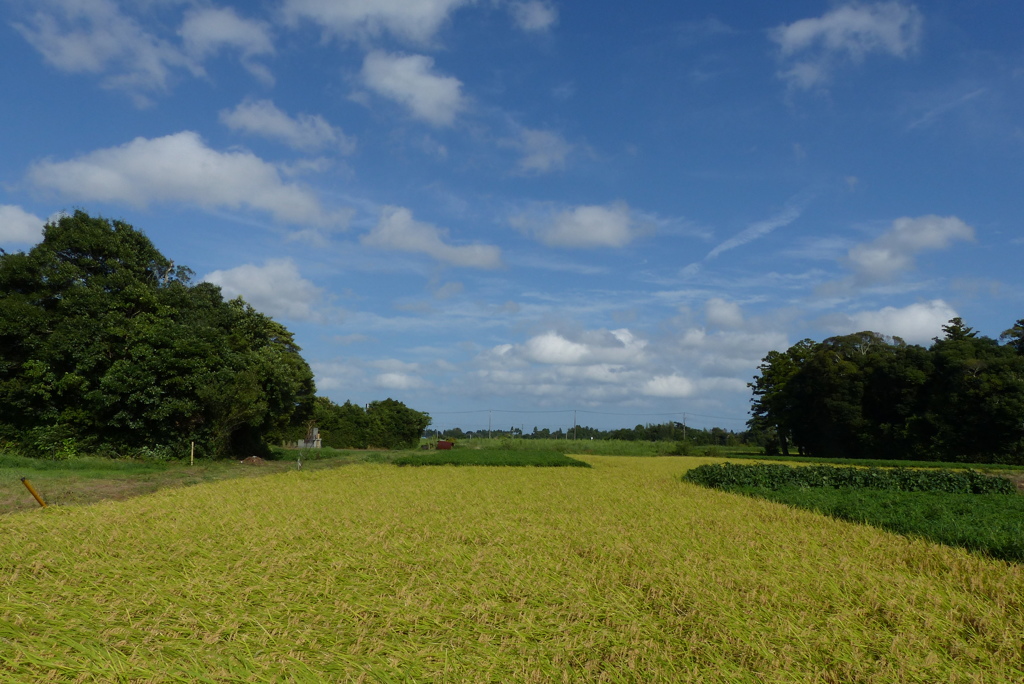 田園風景