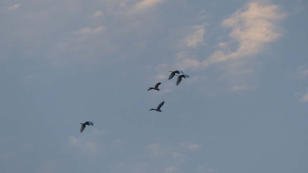 夕暮れのシラサギ