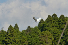 逃げました