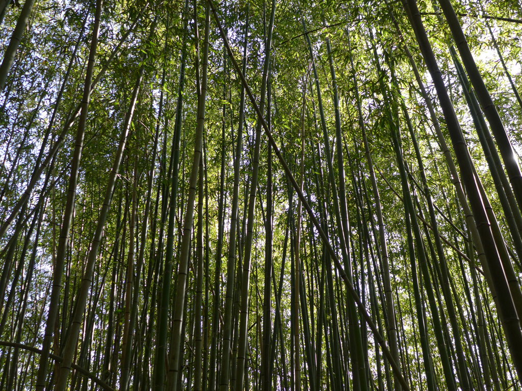 竹林