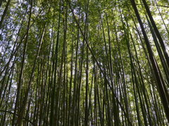 竹林