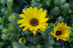 ディモールホセカ