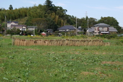 天日干し