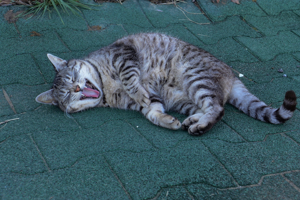 222の日　ご近所猫のチチちゃん