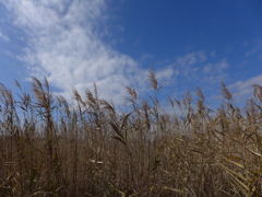 ヨシの原