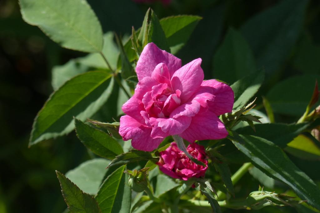 柔らかに咲くバラ