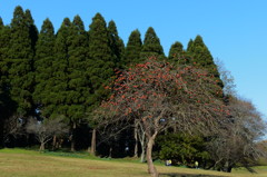 公園の残り柿