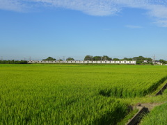 夏の田園　⑤