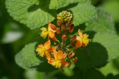 美しいオレンジの花