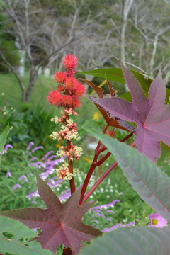 この花は？