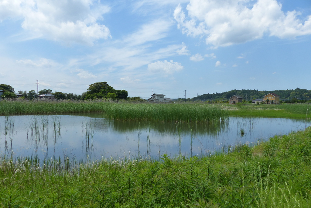 これでも休耕田