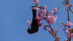 桜とヒヨドリ　3