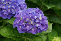 紫陽花