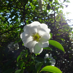 夏ツバキ